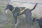 Sled Dog Breeds