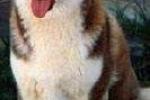 Part 2 - Star's breed