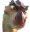 :MamanDinoWhut: