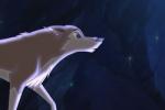 Aleu dog and wolf inheritence