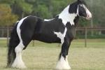 Colors and Breeds