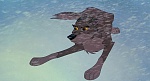 Balto picture