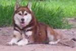 Things I noticed about Balto