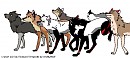 The Pack
