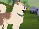 Rondo watching the sheep