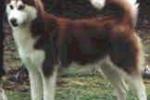 The Dog Breeds of Balto - What are the real breeds