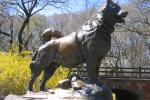 Different Looks Of Balto.