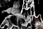 Alaska's  REAL Hero : Togo?
