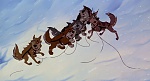 Balto picture