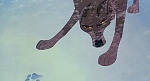 Image Balto