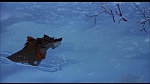 Image Balto