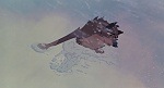 Image Balto