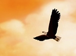 Image Balto 3 : Wings of Change