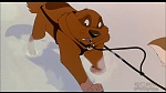 Image Balto