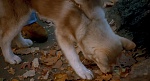 Image Balto