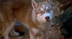 Image Balto