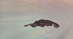 Image Balto