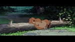 Image The Lady and the Tramp