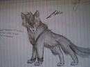 Ashtin wolf