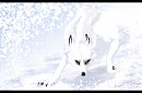The White Wolf