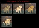 Lionesses up for adoption