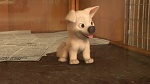 Volt Star Malgr� Lui picture