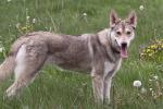 My Opinion on the Breeds of the Balto 'Trilogy'
