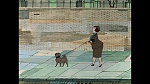 101 Dalmatians picture
