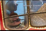 Despicable Me picture