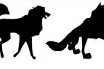 Niju is NOT a Steele Clone