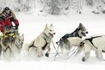 The Iditarod