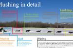 Dog Sled Team Postions:Did WoC follow it?