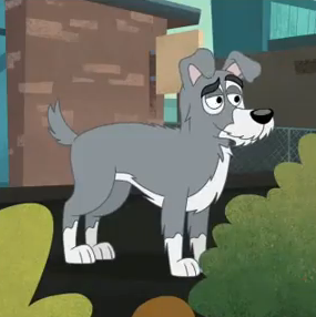 Dog