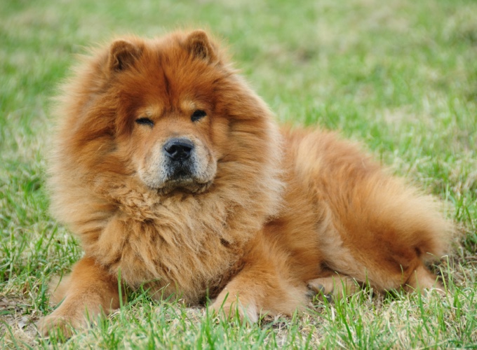 Dogs