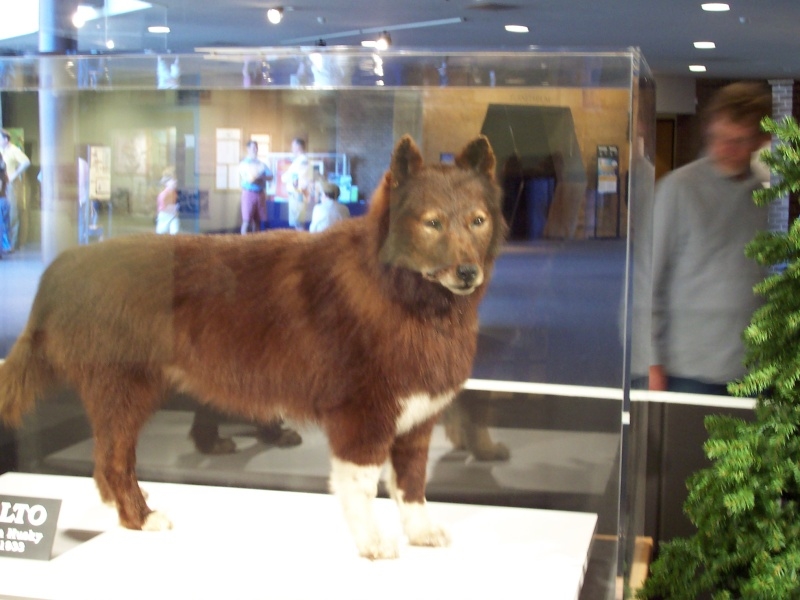 Balto