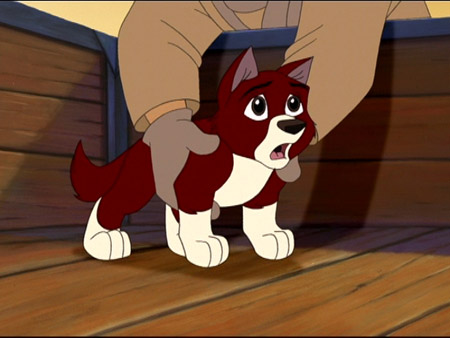 Dingo