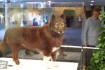 Balto's True Colours