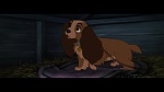 The Lady and the Tramp