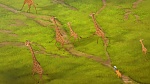 The Lion King : Lion Guard: Return Of The Roar picture