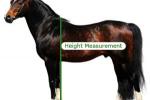 Handy guide to hh