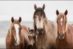 Behaviour: Wild Horses