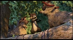 Over the Hedge picture