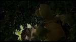 Over the Hedge picture