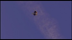 Over the Hedge picture