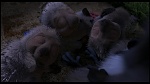 Over the Hedge picture