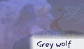 Grey wolf 