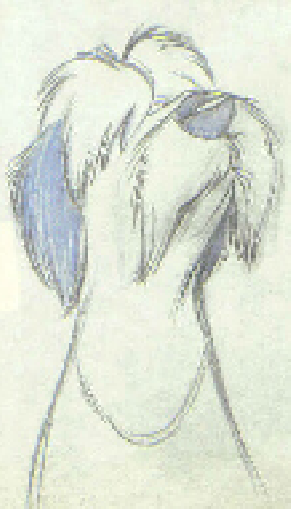 Plu