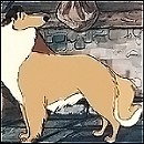 Collie Avatar