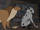 Petti & Collie