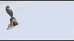 L'Age de Glace picture